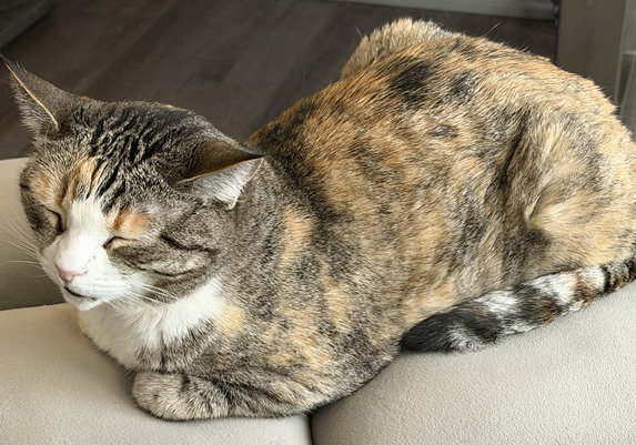 A calico cat stretched out on an ottoman stool, with eyes firmly closed and a content look on her face.