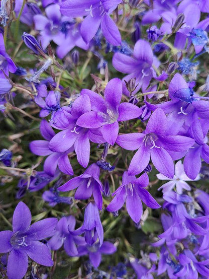Dalmatiner Glockenblume (Campanula portenschlagiana). Am traubigen Blütenstand stehen die fünfzähligen Blüten. Die rötlich-violett lanzettlichen Kronblätter sind zu einer tiefen Glockenröhre mit spitzen Zipfeln verwachsen, aus der die weißen Staubblätter und der Fruchtknoten herausragen