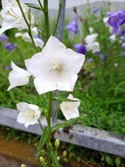 Pfirsichblättrige Glockenblume (Campanula persicifolia). Am traubigen Blütenstand stehen die fünfzähligen Blüten. Die weiß breitglockigen und spitzen Kronblätter sind an den Rändern zu einer gleichmäßig fünfeckigen Form verwachsen. Aus dem abgeflachten Blütengrund ragen die dunkelweiß dicken Staubblätter und der Fruchtknoten