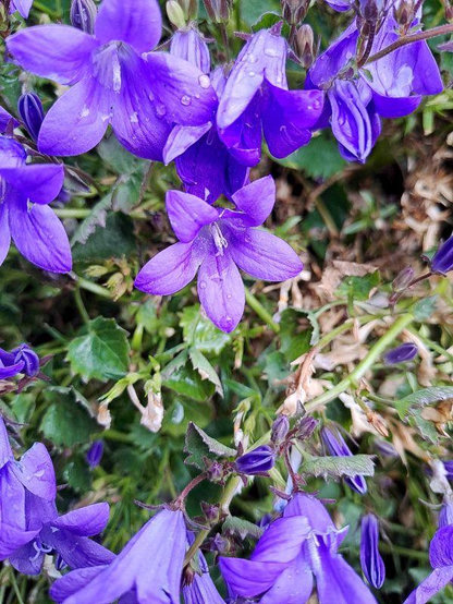 Hängepolster-Glockenblume (Campanula poscharskyana). Am traubigen Blütenstand stehen die fünfzähligen Blüten. Die blauviolett lanzettlichen großen Kronblätter sind zu einer tiefen Glockenröhre mit spitzen Zipfeln verwachsen, aus der die weiß und violetten Staubblätter und der Fruchtknoten herausragen