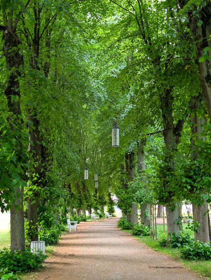 Der Betrachter steht auf einem breiten Fußweg, der durch eine Allee mit hohen alten Linden führt. Zwischen den Kronen der Bäume sind Kabel gespannt, an denen zylinderförmige Laternen hängen. Auf der linken Seite des Wegs ist ein mit weißen Holzlatten verkleideter Mülleimer zu erkennen. Weiter hinten laden in regelmäßigen Abständen weiße Holzbänke zum Verweilen ein.
Außerhalb der Allee befinden sich Rasenflächen.