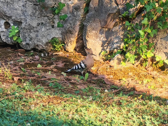 A Hoopoe bird by a rock in late evening sunshine. The bird is a light tan colour with black and white striped wings. It's beak is quite long and it has a large crest, for the bird's size, which is black and tan in colour.