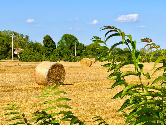 A sunny, golden agricultural field after harvest, featuring large round hay bales scattered across the landscape. Vibrant green leaves frame the foreground, with a line of trees, utility poles, and a clear blue sky with sparse white clouds in the background.