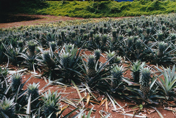 Champs d'ananas en culture, en Polynésie.