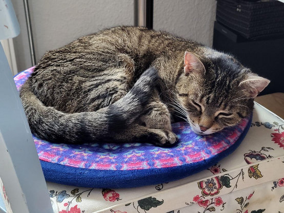 Tigerkatze Lissy liegt auf einem bunten Kissen auf dem Stuhl.
