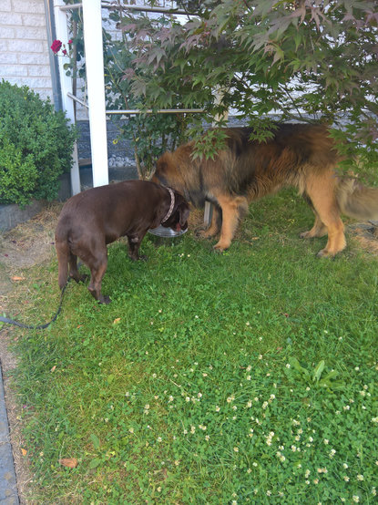 Ein Leonberger und ein Labrador trinken gemeinsam aus einem Napf im Garten
Im Hintergrund ein Rosenbusch