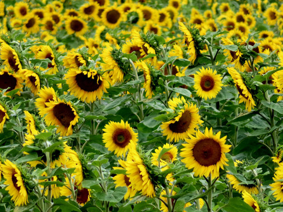 Blick auf Sonnenblumenfeld