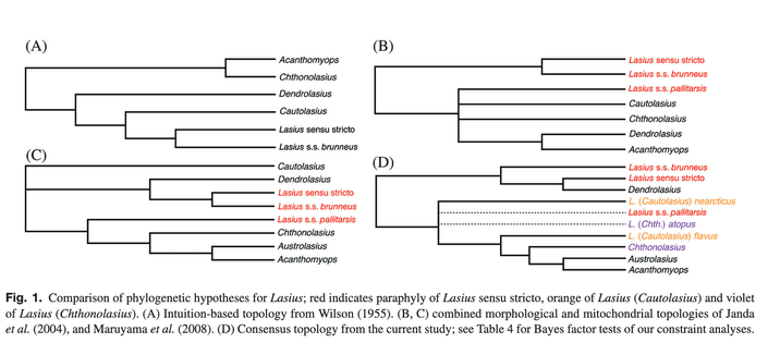 Comparison of phylogenetic hypotheses for Lasius; red indicates paraphyly of Lasius sensu stricto, orange of Lasius (Cautolasius) and violet
of Lasius (Chthonolasius). (A) Intuition-based topology from Wilson (1955). (B, C) combined morphological and mitochondrial topologies of Janda
et al. (2004), and Maruyama et al. (2008). (D) Consensus topology from the current study; see Table 4 for Bayes factor tests of our constraint analyses.
