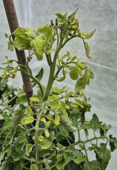 A picture of a sickly looking tomato plant. The leaves are curled and have lost colour