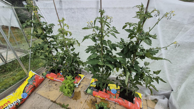A picture of 4 tomato plants in growbags