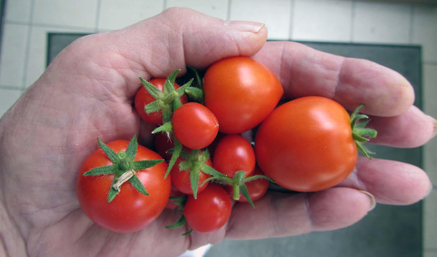 Eine Hand hält drei größere und viele kleine reife Tomaten.