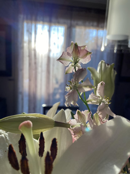 Photo taken by sticking my camera in the middle of a flower bouquet. In the foreground are some lily stamens and pistil, in the middle ground is a delicate pink flower backlit by the sun and an unopened lily, and beyond that is a window with late sunshine pouring in 