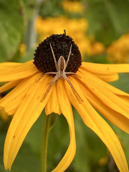 September 2022
A patch of Black-eyed Susan flowers with one prominent and centered close to frame. There's a large Nursery Web spider posed on it face downwards, two back legs on the dark cone, two almost right where cone meets petals, and the front 4 (2 per side) seem to perfectly follow the link of the petals they rest on.