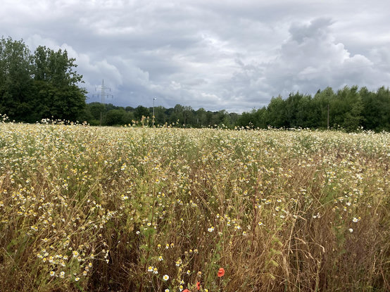 Ein ausgeblühtes Rapsfeld, voll mit Kamille, einzelnen, roten Mohnblumen