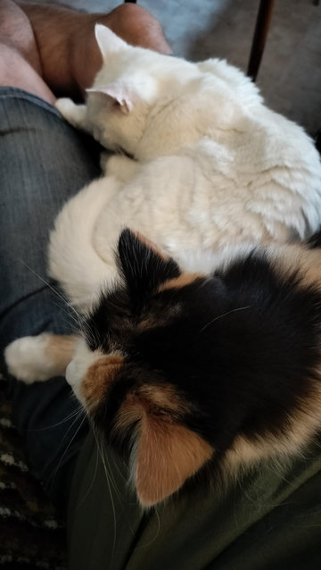 Närbild på våra katter i samma knä