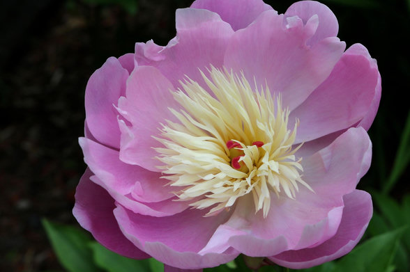 A close-up photograph of a peony flower, with pale lavender-pink outer petals surrounding a dense center of creamy petaloids—petals that are no longer large and round but made small and elongated by crossing. Three large, dark pink stamens are hidden through the pale center. Green leaves are blurred below and behind the flower, against a dark background.
Photographie en gros plan d'une fleur de pivoine, avec des pétales extérieurs rose légèrement lavande entourant un cœur dense de pétaloïdes crème, c'est-à-dire des pétales qui ne sont plus grands et ronds mais rendus petits et allongés par croisements. Trois grosses étamines rose foncé se dissimulent à travers le centre pâle. Des feuilles vertes sont floues dessous et derrière la fleur, avec un arrière-plan sombre.