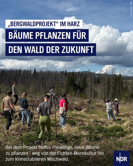 "Bergwaldprojekt" im Harz: Bäume pflanzen für den Wald der Zukunft. Bei dem Projekt helfen Freiwillige, neue Bäume zu pflanzen – weg von der Fichten-Monokultur hin zum klimastabileren Mischwald.