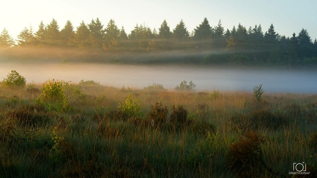 Mist rises over a grassy field with scattered shrubs, backed by a dense forest of evergreen trees in soft morning light.