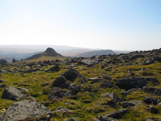 A rugged moorland scene across numerous large and small boulders, known as clitter, towards a prominent high point, Leather Tor, in the mid-distance. The clitter is surrounded by grass and other short green vegetation.To the left of Leather Tor are a group of conifer trees and several single ones, escapees from plantations. Seen hazily in the distance is extensive moorland. The sky is pale blue top right fading to very pale blue, almost white.