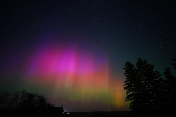 A patch of bright auroras, made up of columns that all start bright green at the bottom, transition to orange further up, then bright pink, then purple. There are silhouetted trees in front, and some satellite streaks behind.