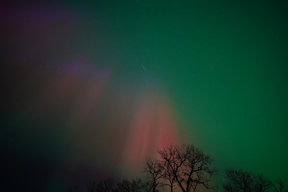 A silhouetted bare tree, with red columns behind it, and green covering the whole rest of the sky.