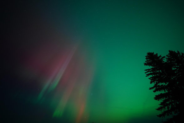 A bunch of aurora columns on the left, starting green at the bottom and transitioning to red at the top, with green covering the rest of the sky. There are two silhouetted spruce trees in front of the green.