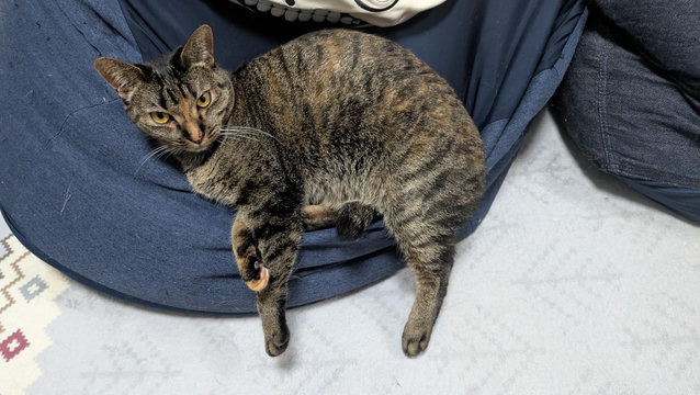 A tortie and tabby mix cat lying on her side on a blue cushion with her legs hanging off.