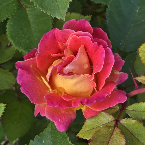 A pink and coral rose with a water droplet on an inner petal. 