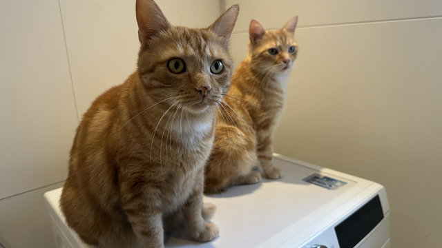 George and Washy on the washing machine