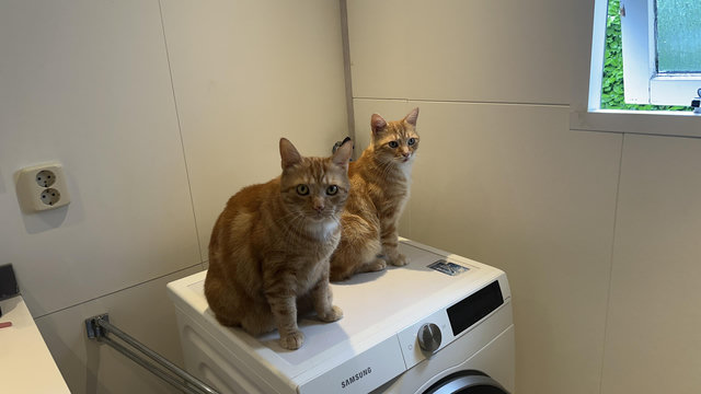 George and Washy watching me showing in the bathroom on the washingmaxhne