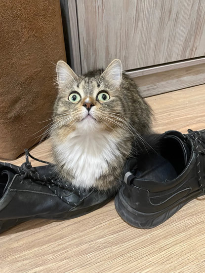 Nova is being a loaf on a shoe, looking up with owo eyes