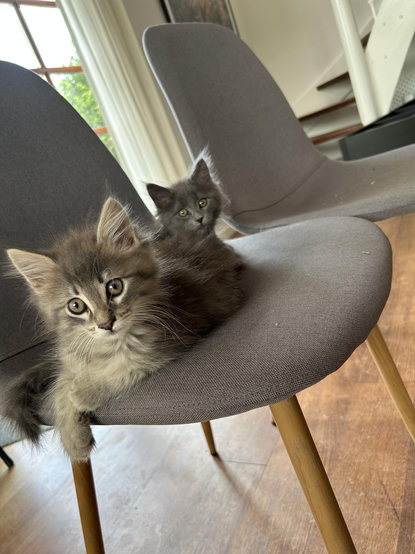 Two Grey cats on a grey chair. Both looking at the camera. Front is peanut back is Lulu.