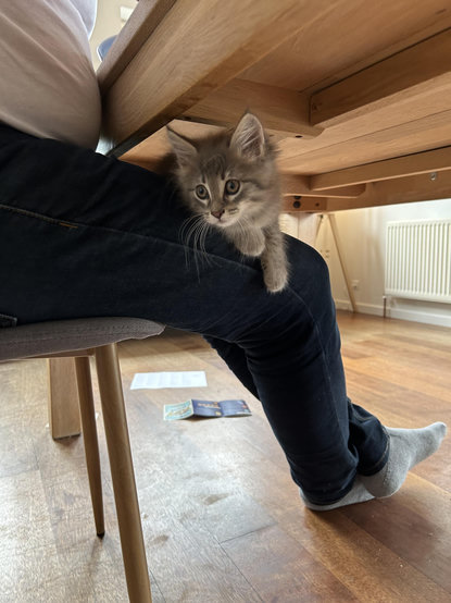 Grey cat, Peanut, sitting on my lap under the table. I’m wearibg blue jeans and grey socks. Floor and tank light brown. Apparently I’ve forgotten to pick up some papers from the floor.