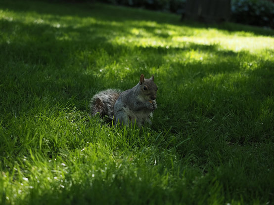 A squirrel munching on something on a grassy field