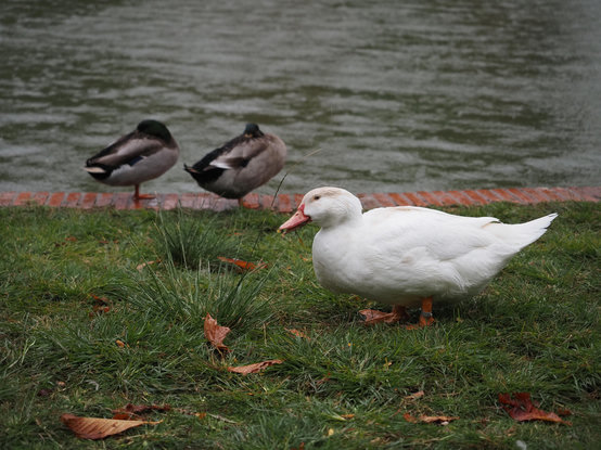 Two ducks weather the rain while a goose eats a bug.