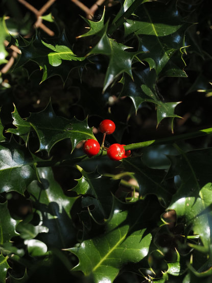 three red berries surrounded by thorny leaves