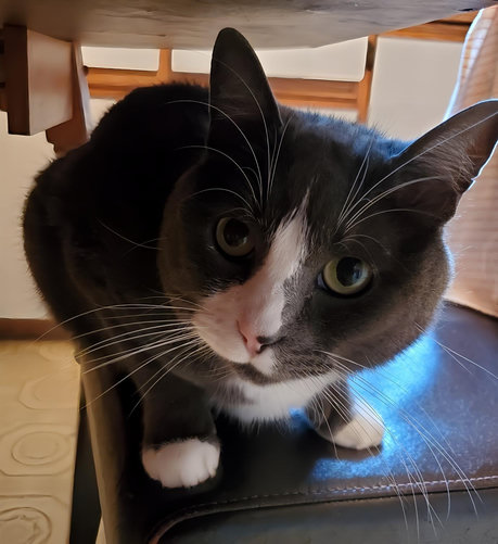 A close-up shot of a gray and white tuxedo cat with bright green eyes, perched on a kitchen chair, looking directly at the camera, from under the kitchen table.