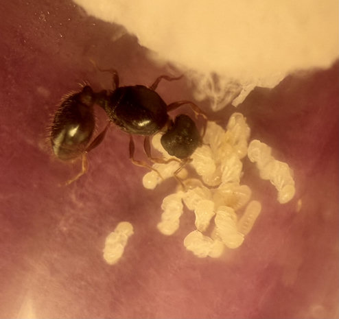 A dark brown queen ant holds a white ant pupa repositioning it on a pile of many more similar pupa. She is inside of a glass test tube next to her a cotton ball which remains damp, helps, maintain the humidity of her environment.
