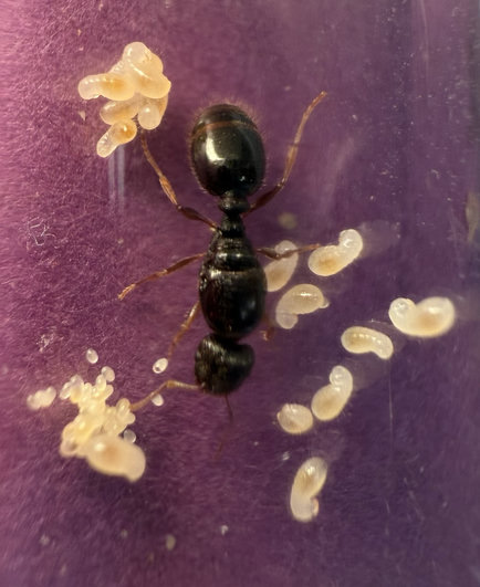 The same shiny black, dark brown queen, ant one week ago her legs are slender and a lighter shade of brown arranged around her are a pile of small, white eggs, medium sized larvae, and larger lava with a dark brown spot that are just starting to pupate