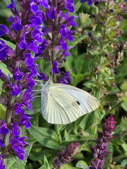 A white butterfly with green eyes abd a black marking on its wing sitting on purple sage flowers 