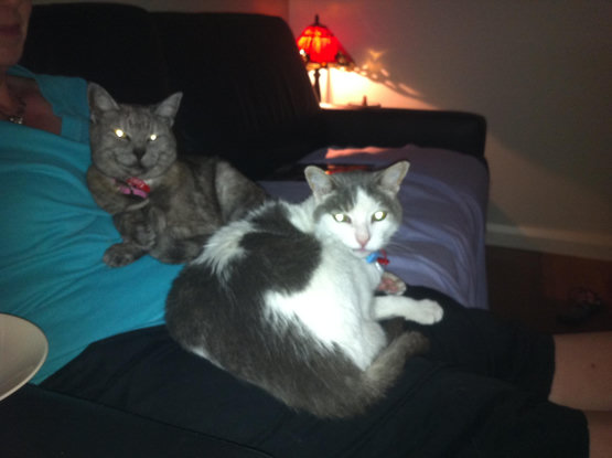 Chole and Kevy sitting on Mum's lap. Eventually Chloe ceeded territory to Kevy (albeit under duress lol)