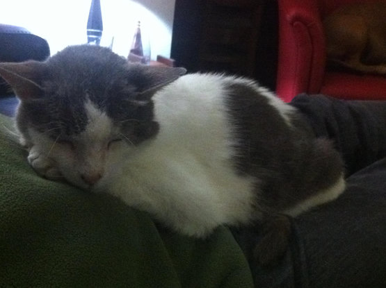Kevy the cat passed out and asleep on dad's lap. He has a while and dark grey pattern