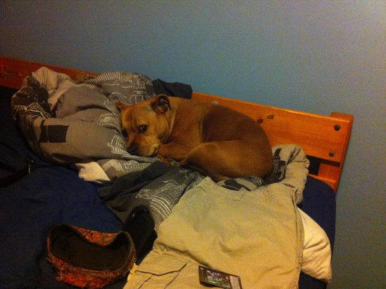 Lucky lying on the old bed dad made me. When it was time to go to bed Lucky would choose someone she wanted to sleep with then bury herself in the bed and refuse to move XD