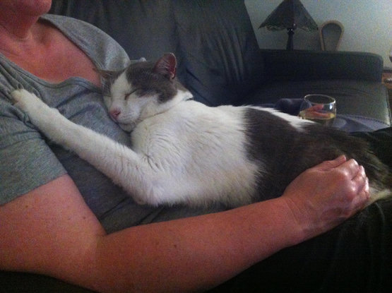 Kevy the cat fast asleep on mum. He's so beautiful and I miss him and Chloe and Lucky so much <3