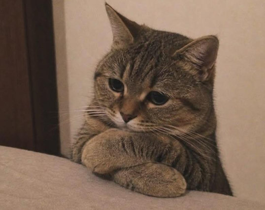 Photo of a tabby cat with its arms crossed next to its chin like the kitty is contemplating something