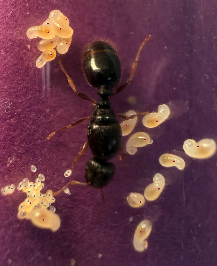 The image of the queen from last week with dots used to count the eggs and larvae.