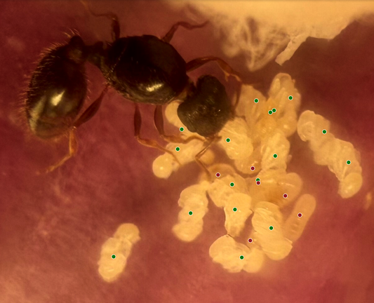 The image of the queen today with dots used to count the pupae.