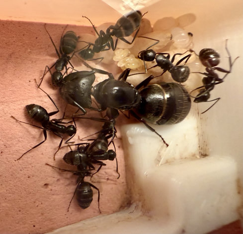 A family photo of a queen ant surrounded by eight of her daughters she’s resting on top of a pile of eggs and larva