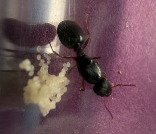 A smaller black queen, ant next to her a pile of tiny eggs, perhaps three dozen or more
