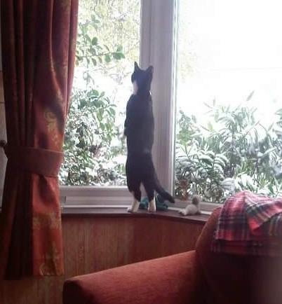 A black and white tuxedo kitten standing up on a bay windowsill, fascinated by the snow on the foliage outside